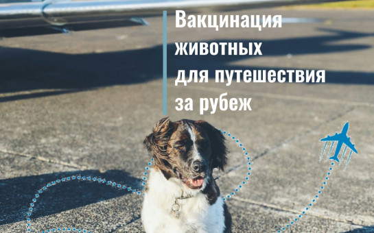 Путешествуем с питомцами правильно!